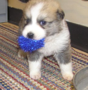 "Sparkle" at the Richmond Animal Shelter