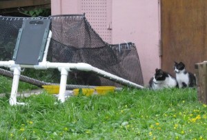 Alley Cat Project - mom and kitten