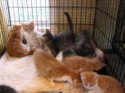 Overflow of kittens at a Pacific NW shelter