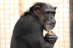 Annie at the Chimp Sanctuary NW