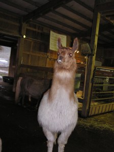 Dali Llama protecting his barn
