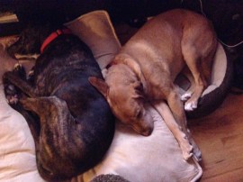 Preston napping in his foster home