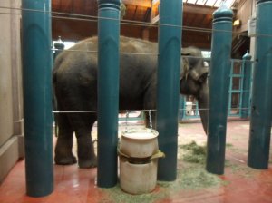 Chai the elephant, in her section of the barn stall at the Woodland Park Zoo. Photo courtesy of the Friends of Woodland Park Zoo Elephants
