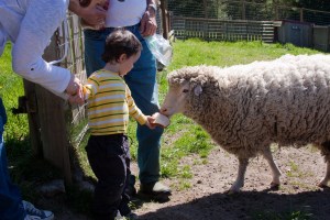 Luciano and Miranda the sheep (courtesy of the Cuenca family.)