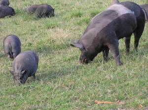Pigs at the Pigs Peace Sanctuary