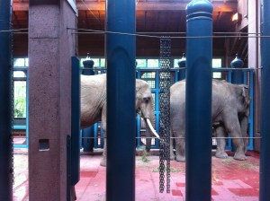 Elephants Watoto and Chai in their stalls at the Woodland Park Zoo. Photo courtesy of Friends of Woodland Park Zoo Elephants