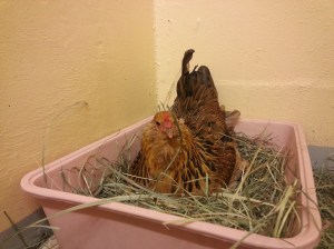 Coreena the Hen at SAS