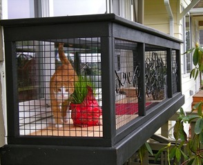 Serena the cat in her veranda enclosure