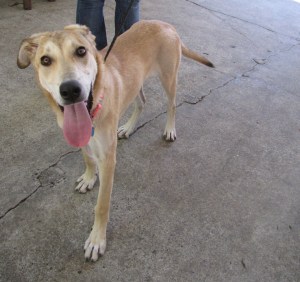 Chelsea, an Iranian dog (Courtesy of PAWS)