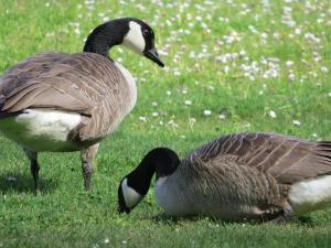 Geese in Seattle parks (Photo by D. Weinstein)