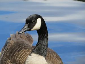 Canada goose in Seattle Park (Photo by D. Weinstein)