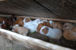Guinea pigs at an intensified farm in Peru (photo courtesy of Maria Elana Garcia)
