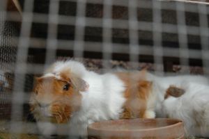 Guinea pigs at factory-style breeding farm in Peru