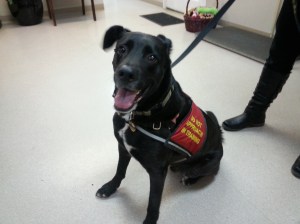  Toby in his “Do not approach vest.” Photo by Christie Lagally 