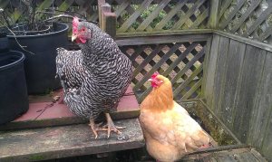 Chickens Barbara and Amber