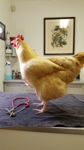 Chicken Red at the Vet