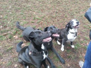 Toby_Zizka_Rosie with the dog licenses